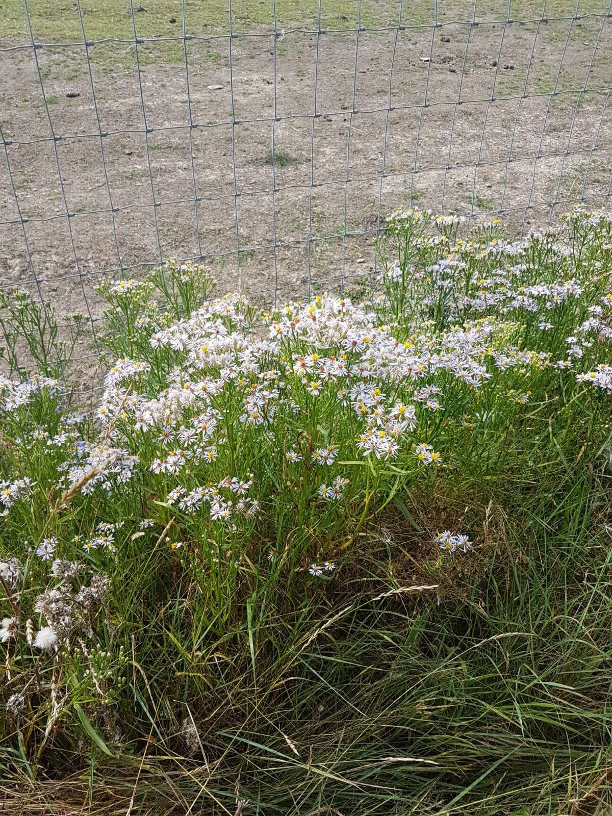 Image of sea aster