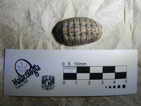 Image of smooth Panama chiton