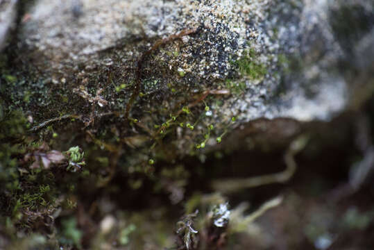 Image of small limestone moss