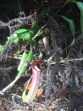 Image de Nepenthes albomarginata T. Lobb ex Lindl.