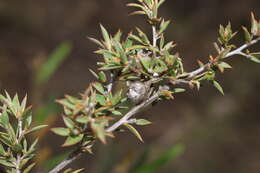 Image of Leptospermum arachnoides Gaertner