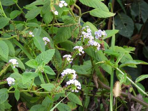 Image of Heliotropium nicotianifolium Poir.