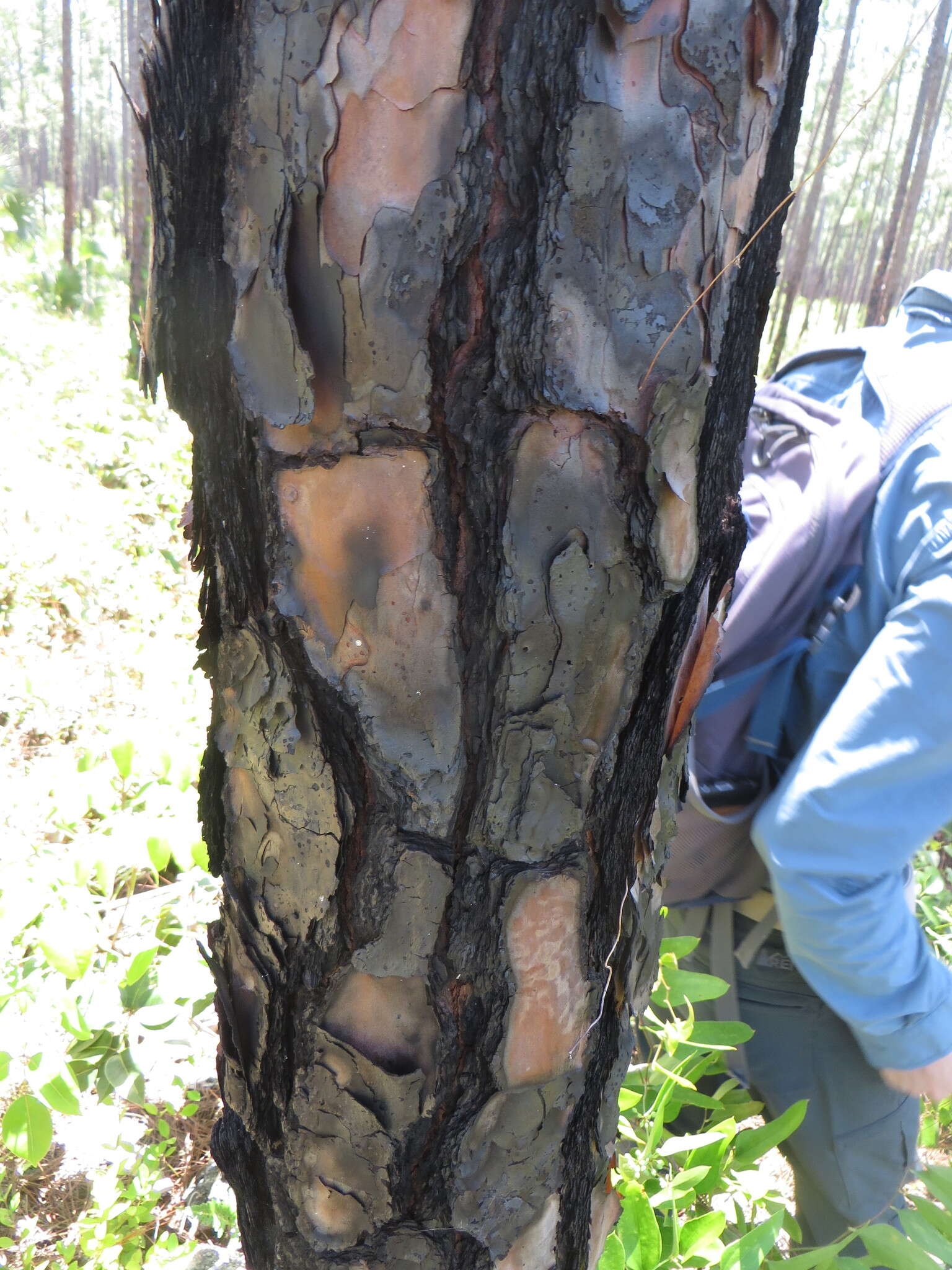 Image de Pinus caribaea var. bahamensis (Griseb.) W. H. Barrett & Golfari