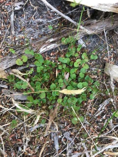 Image of Gonocarpus micranthus subsp. micranthus