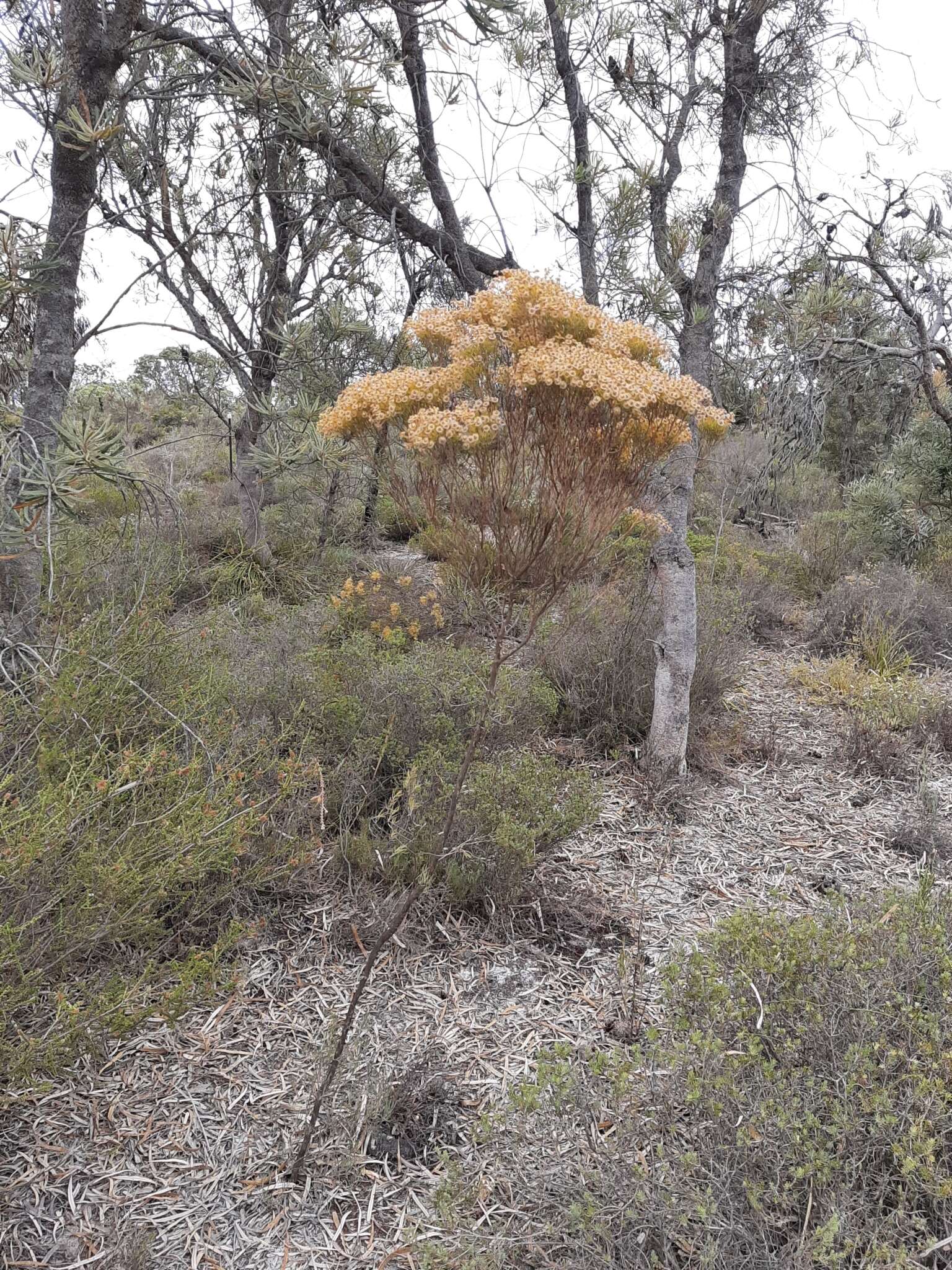 Imagem de Verticordia nitens (Lindley) Schauer