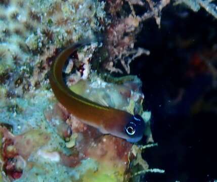 Image of Aron's Blenny