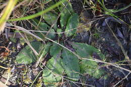 Image of wand mullein