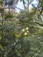 Acacia parramattensis Tindale的圖片