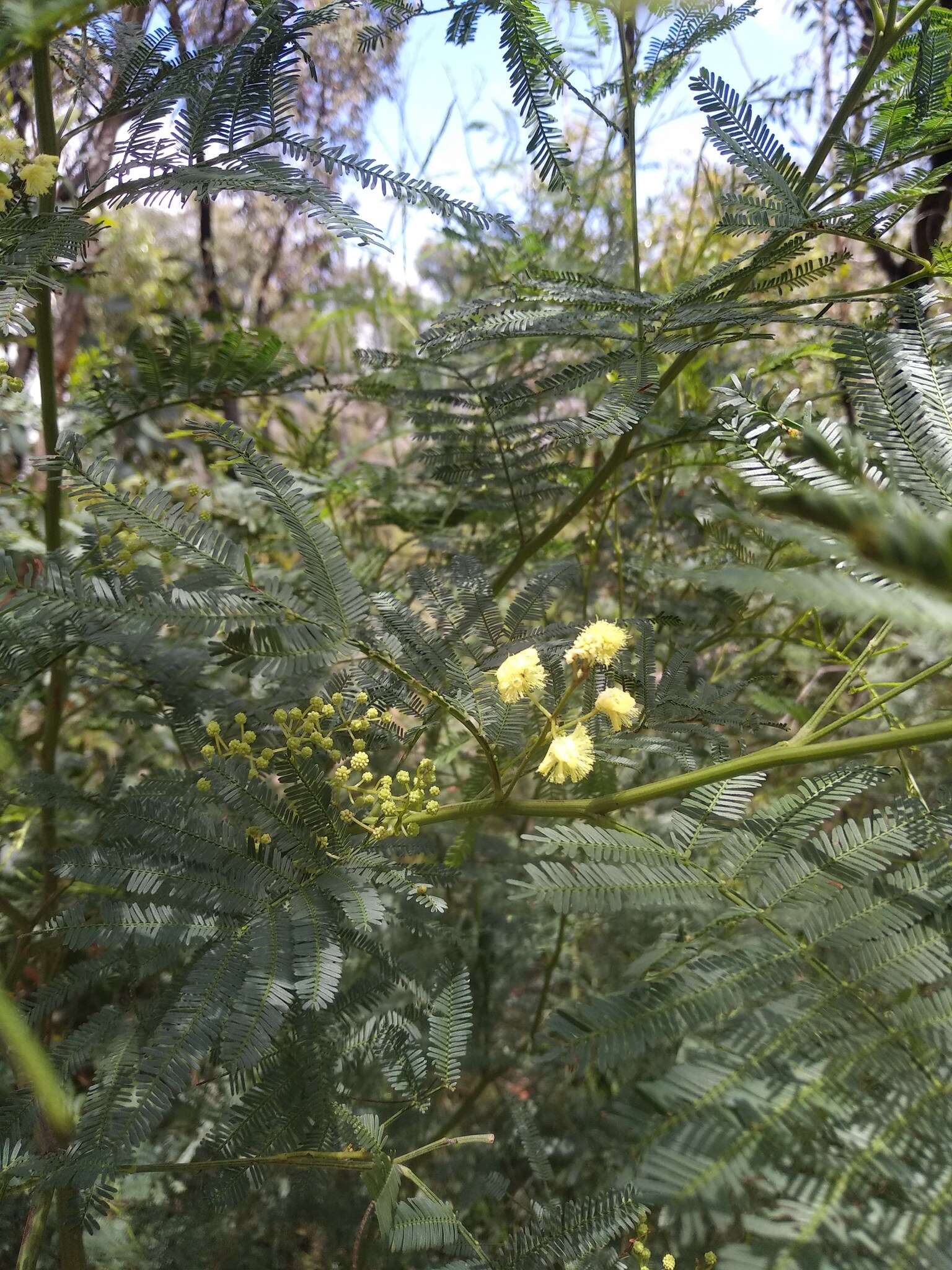 Acacia parramattensis Tindale的圖片