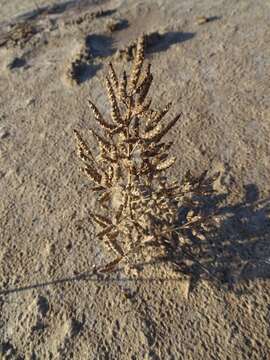 Image of dwarf saltwort