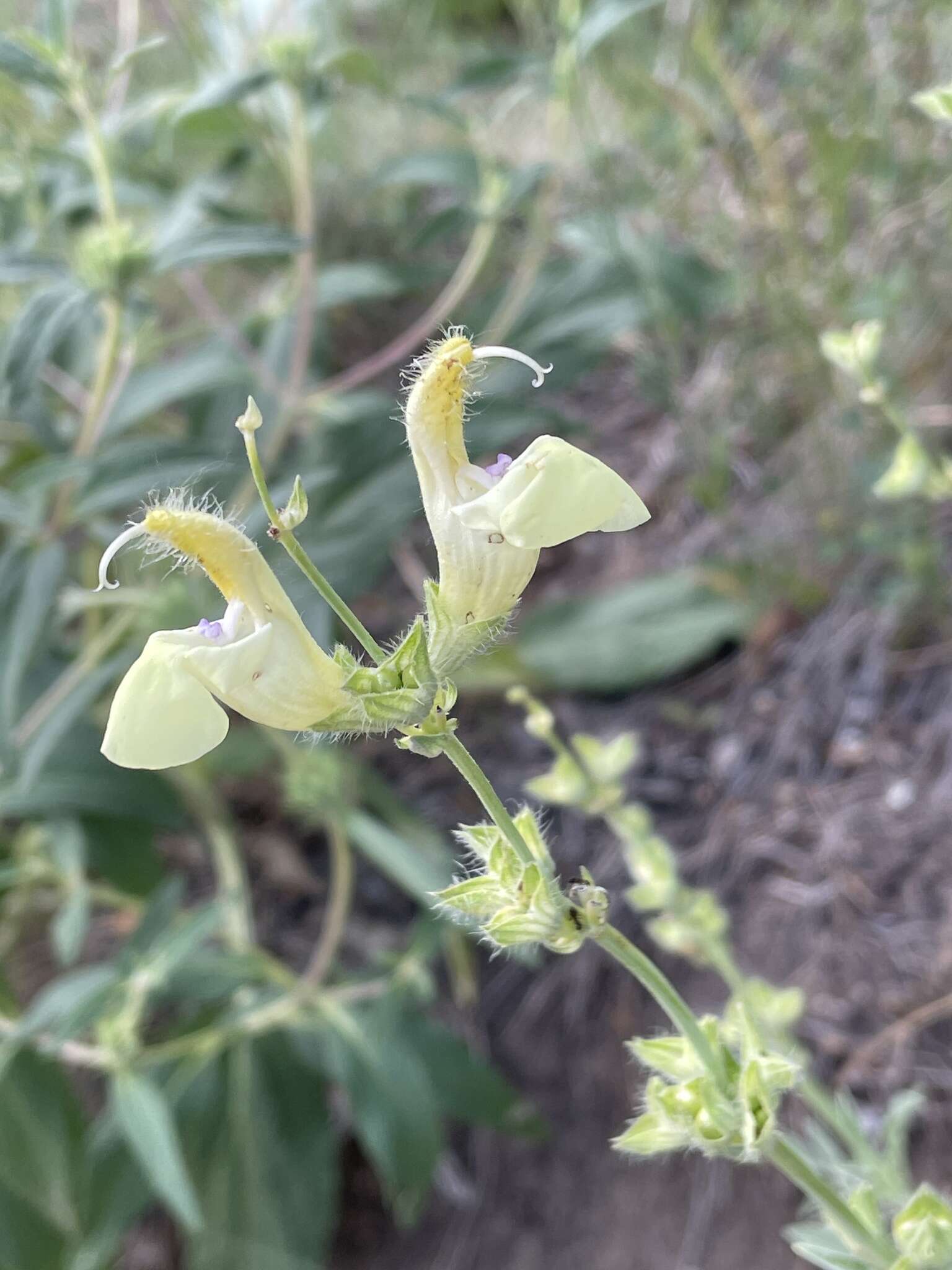 Imagem de Salvia suffruticosa Montbret & Aucher ex Benth.