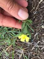 Image of Helianthemum ledifolium (L.) Miller