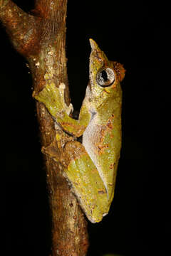 Image of Litoria prora (Menzies 1969)