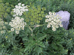 Image of American Cow-Parsnip