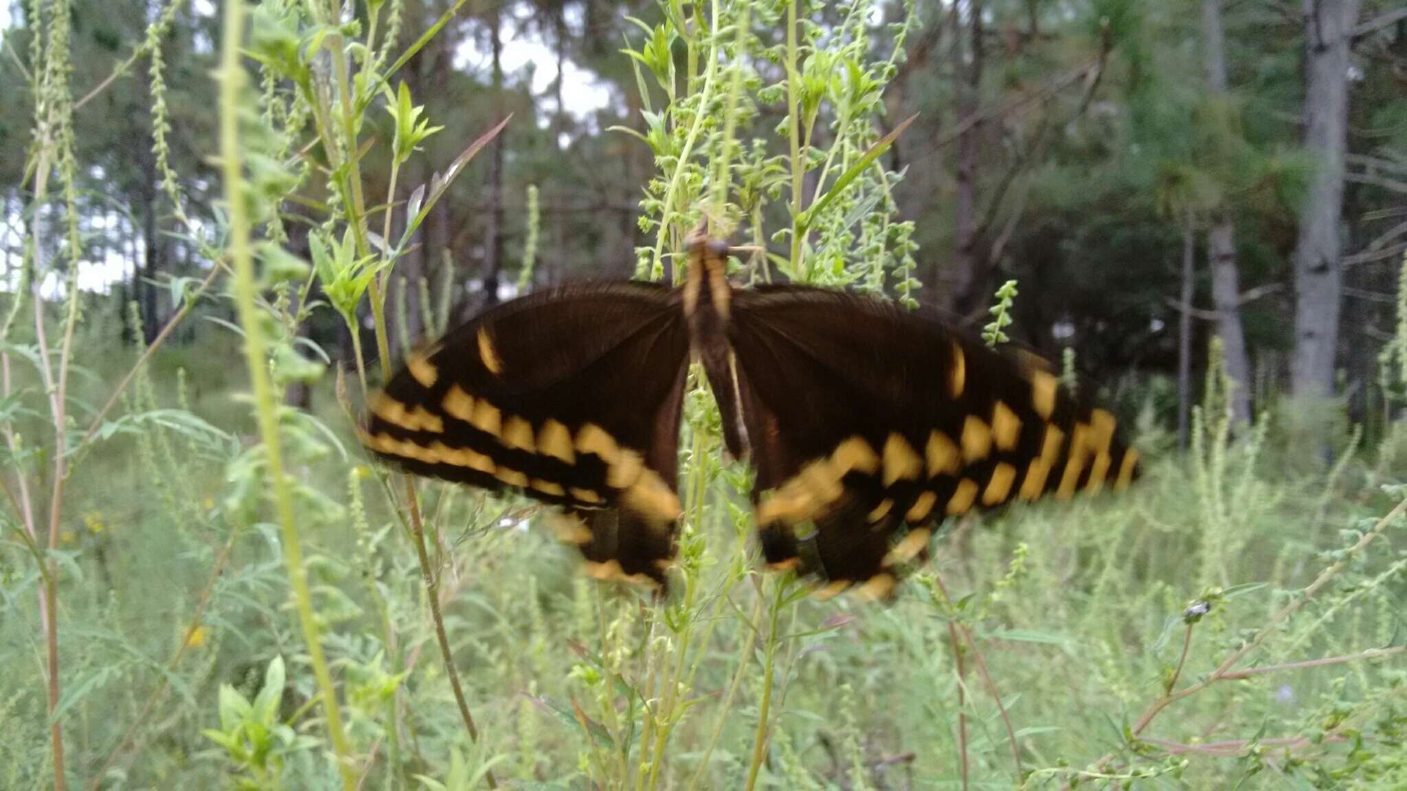 Image of Palamedes Swallowtail