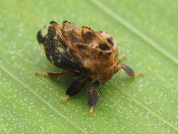 Image of Tylopelta gibbera Stål