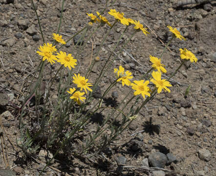 Image of common woolly sunflower