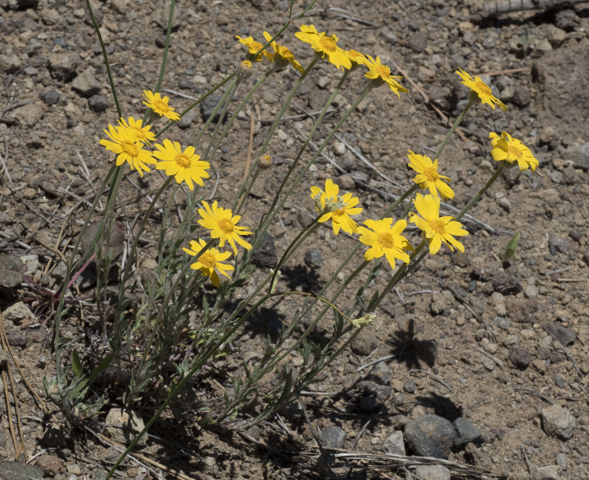 Image of common woolly sunflower