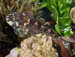 Image of Eastern Jumping Blenny