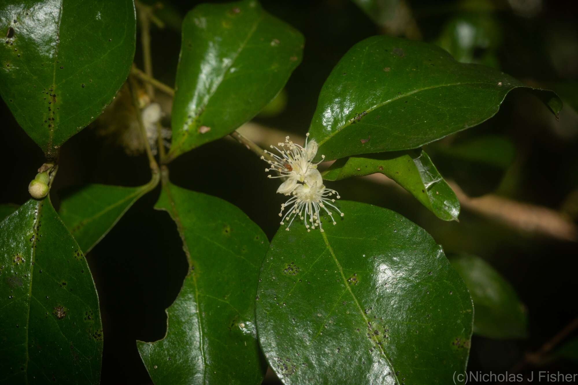 Image of Gossia fragrantissima (F. Müll. ex Benth.) N. Snow & Guymer