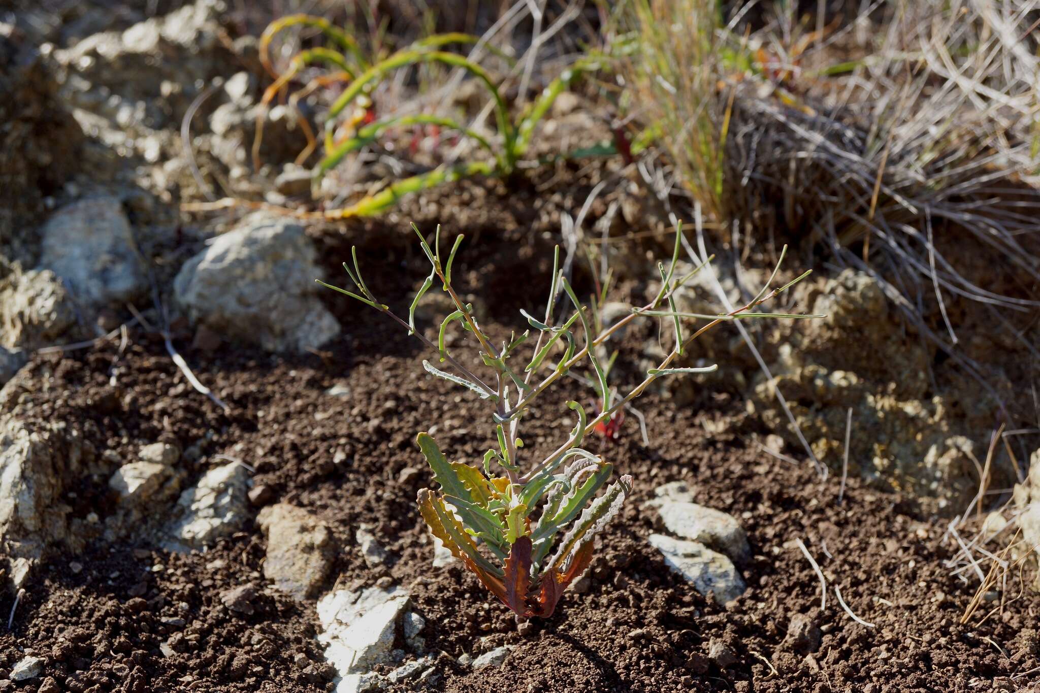 Image of Tiburon jewelflower