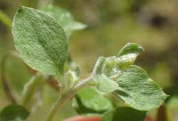 Слика од Troglophyton capillaceum subsp. diffusum (DC.) Hilliard