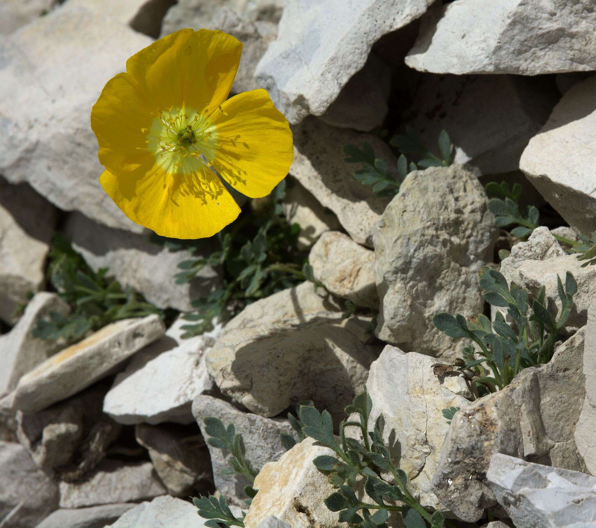 Sivun Papaver aurantiacum Loisel. kuva