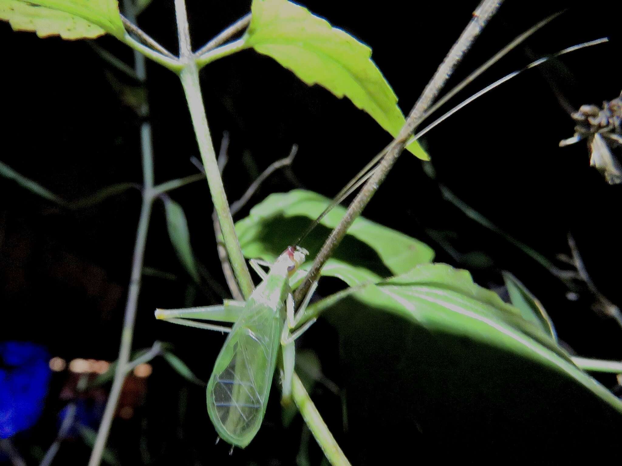 Image of Different-horned Tree Cricket