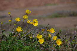 Image de Coreopsis maritima (Nutt.) Hook. fil.