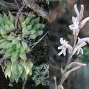 Image of Haworthia reticulata var. reticulata