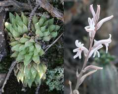 Слика од Haworthia reticulata var. reticulata