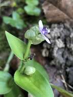 Murdannia bracteata (C. B. Clarke) J. K. Morton ex D. Y. Hong的圖片