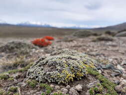 Image of Benthamiella azorella (Skottsb.) Soriano