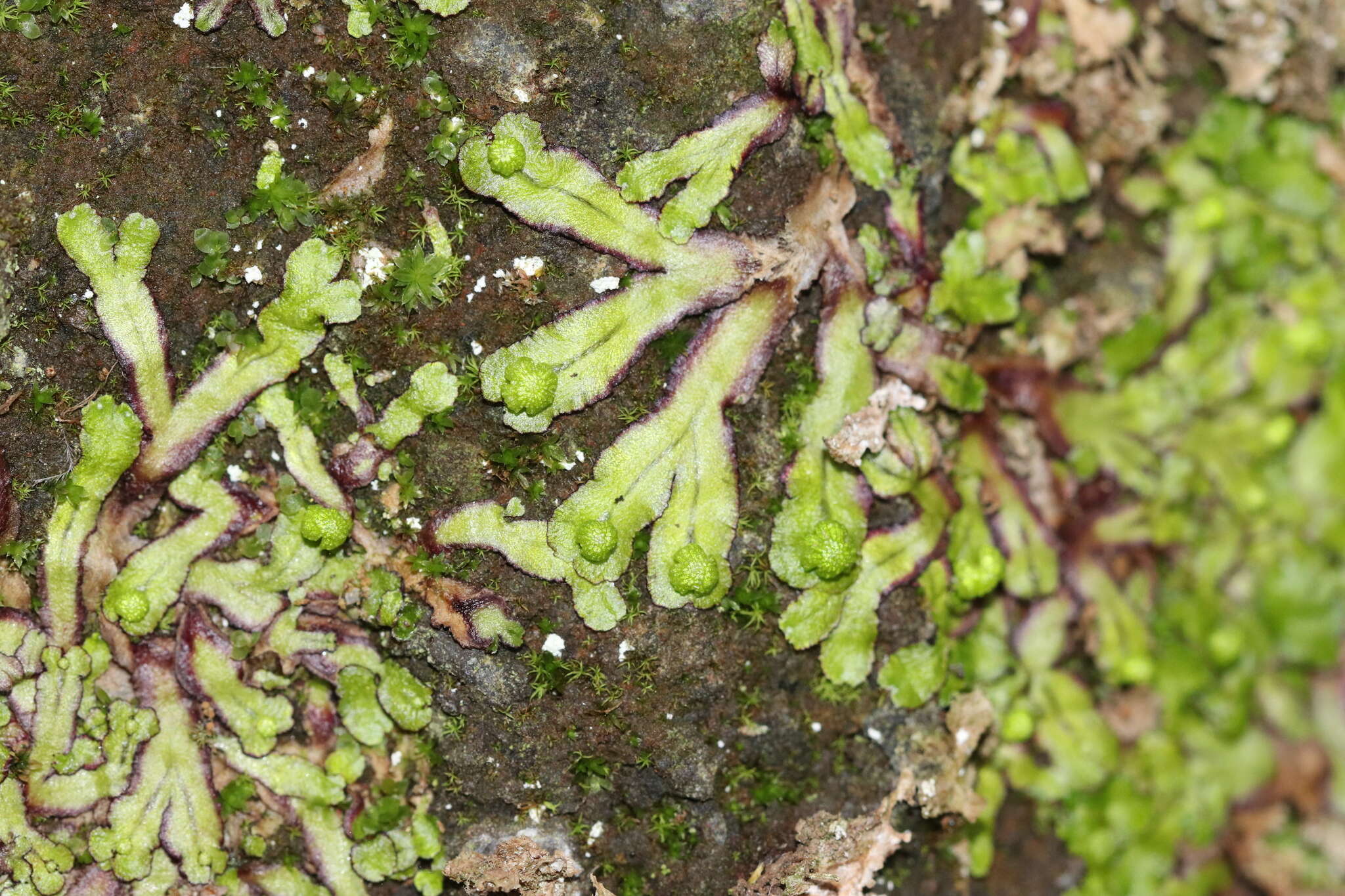 Image of Asterella africana (Mont.) Underw. ex A. Evans