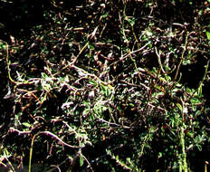 Image of Indigofera sessilifolia DC.