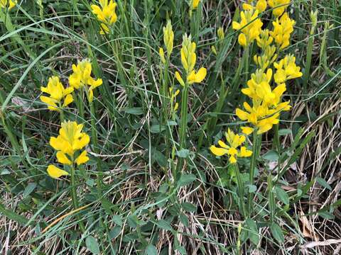 Слика од Genista sagittalis L.