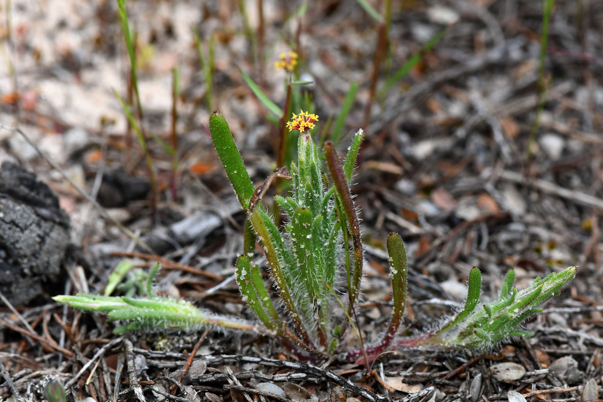 Image of Podotheca angustifolia (Labill.) Less.