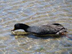 Image of Giant Coot