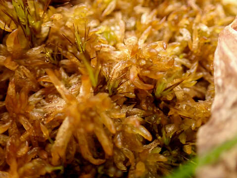 Image of sphagnum