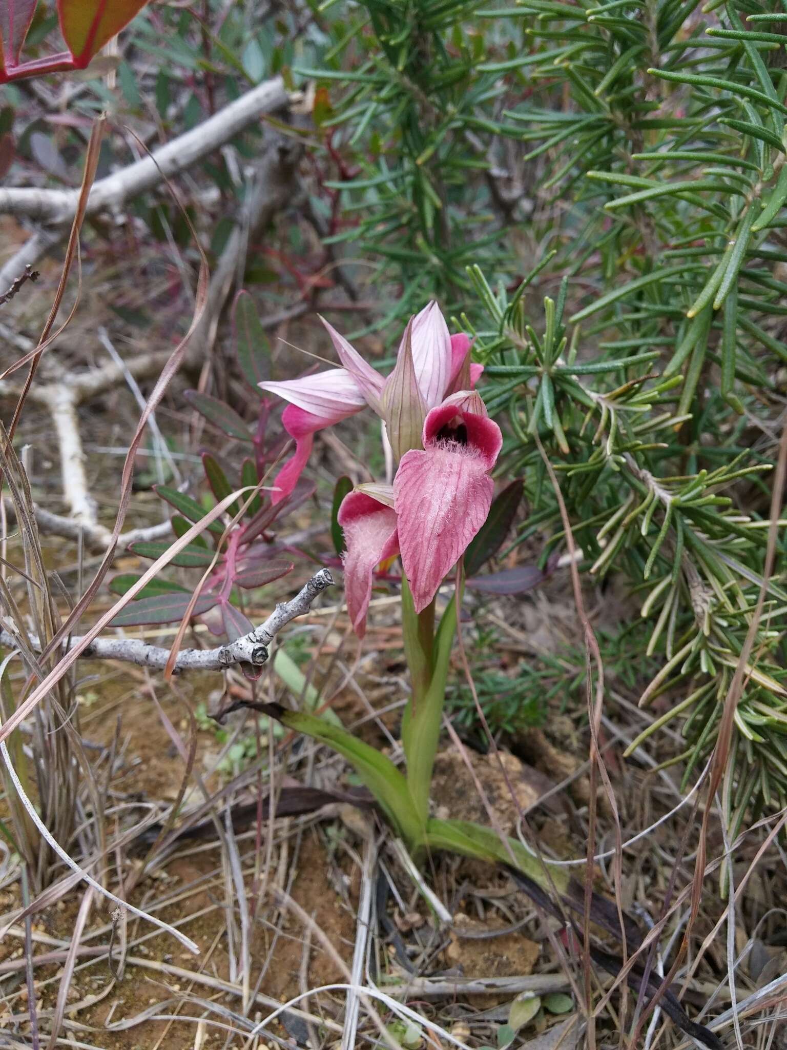 Image of Neglected Serapias