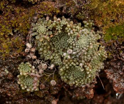 Image of Monanthes pallens (Webb) Christ