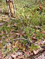 Image of Darwinia grandiflora (Benth.) R. Baker & H. G. Smith