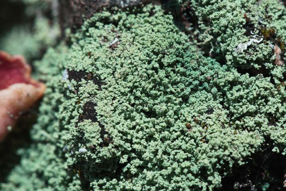 Image of mealy lichen