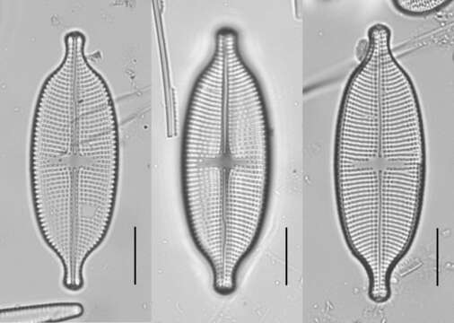 Image of Aneumastus stroesei