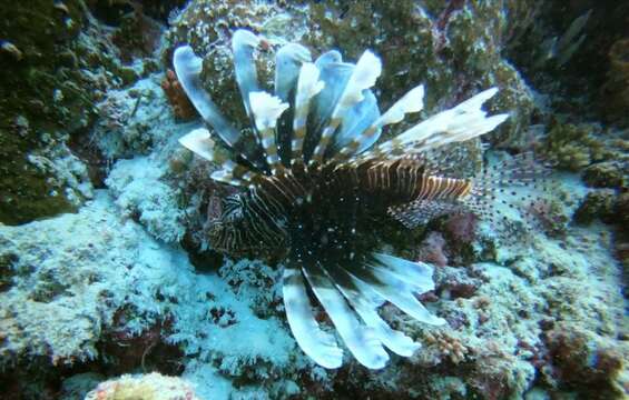 Image of Red lionfish