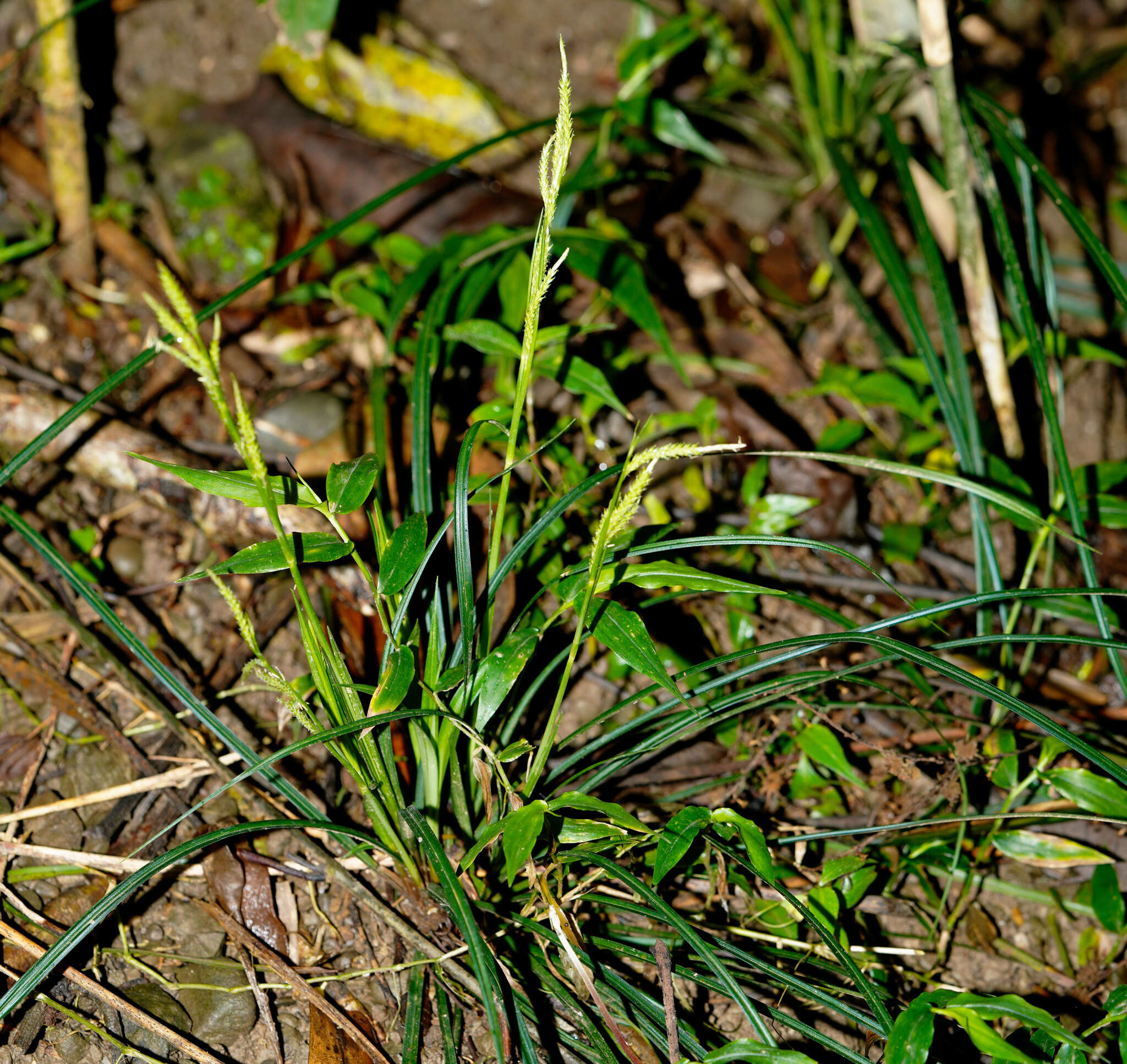 Image of Carex sociata Boott