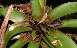 صورة Guzmania patula Mez & Wercklé