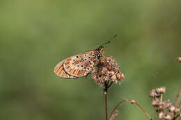 Image of Acraea zitja Boisduval 1833