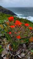 Image of coast Indian paintbrush