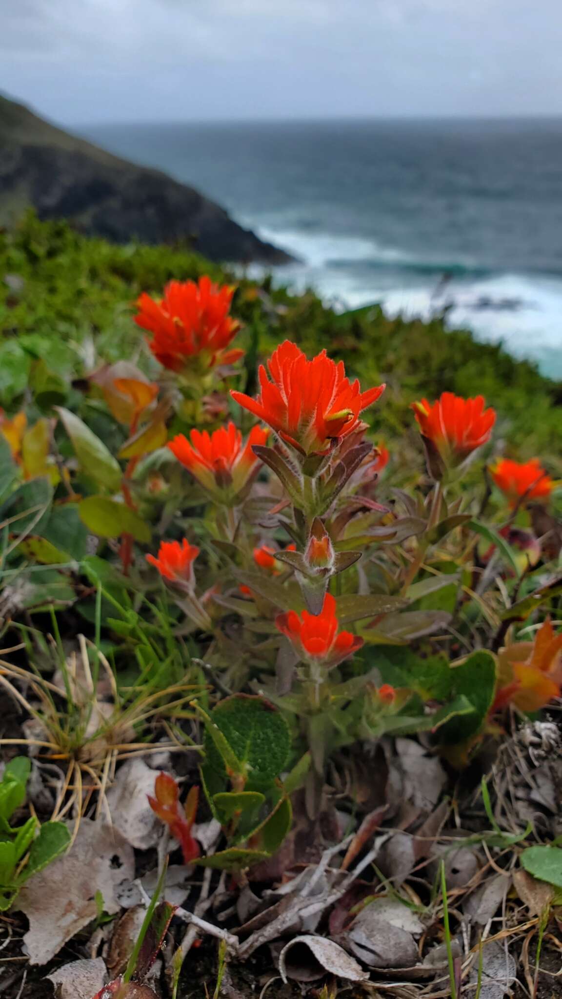 Image of coast Indian paintbrush